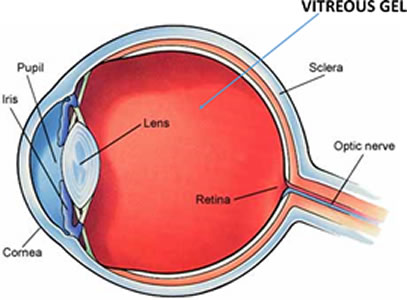 vitreous fluid